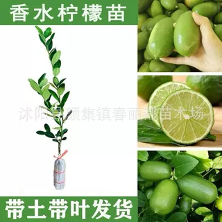 广东无籽嫁接尤力克无核泰国青柠檬果苗带土四季香水柠檬树苗