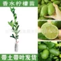 泰国广东无籽无核果苗