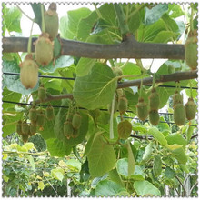 �Ĵ��J���Ҽܾ�  䓽z���� ����䓽z ���z�ܾ� ��\䓽z���󃞻�