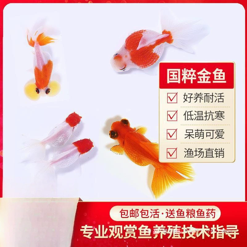 Pack of goldfish ornamental fish small freshwater easy care coldwater fry beginner baby goldfish ranchu koi