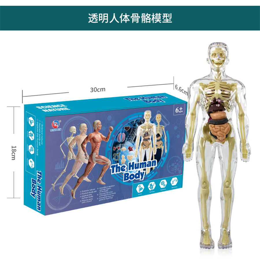 인체 모델 세트 (완전 투명)