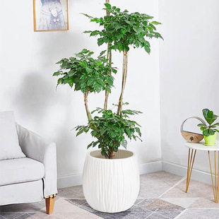 Large Artificial Tree Decorative Flower Pot Ceramic-like Thickened Plastic Flower Pot Integrated Water Storage Planting Pot Small Size Pot