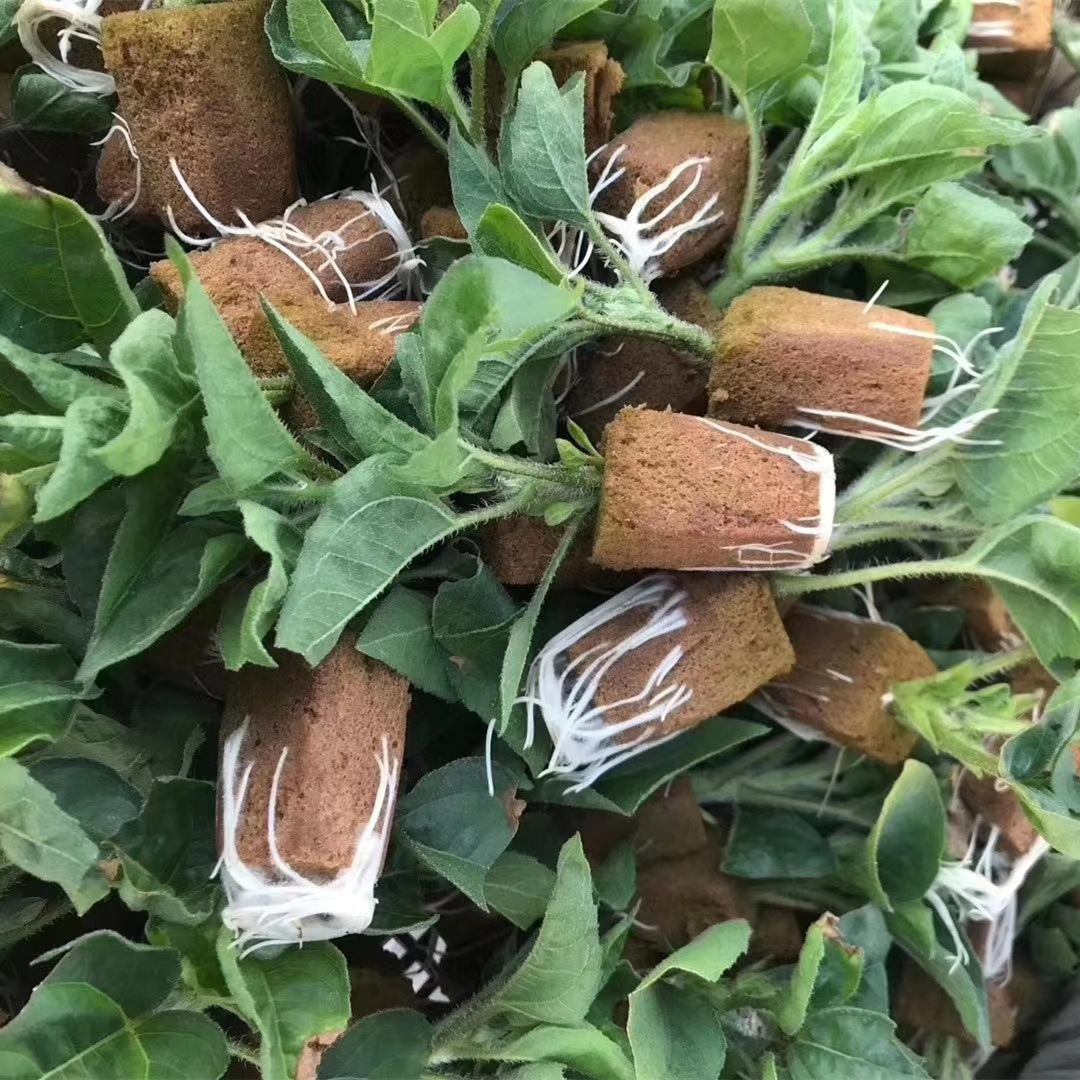 扦插花泥效果图