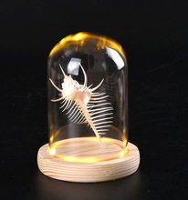 精品海螺贝壳标本家居创意海洋生物科普摆件LED玻璃防尘罩天然