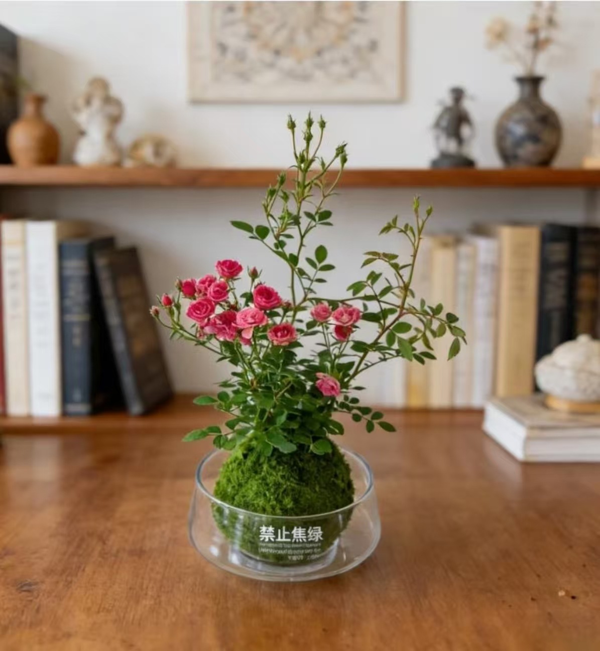 Ultra-fine rose moss balls [delivered with buds] + no banana green glass pots