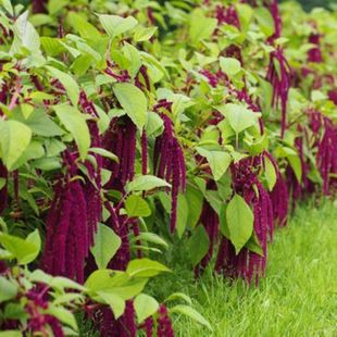 β���{�N���Ϙ����҃��̨�ļ��_������ֲ�ﻨ�ܷN��ǧ���