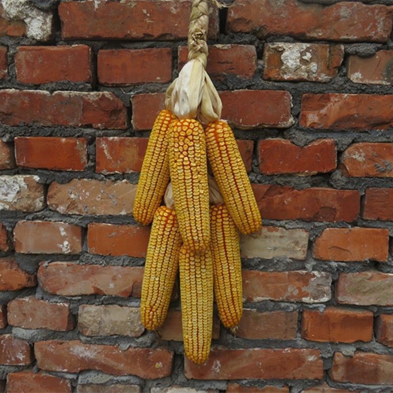 진짜 옥수수 한 다발