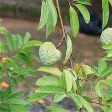 南方热带水果树释迦果种子赖球果佛头果林檎番荔枝番石榴树籽