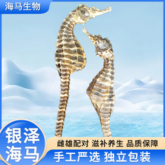 海马养殖源头   海/马一公一母 配对干货  炖汤药煲 汤泡酒材