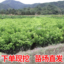 ɳ�ǽۘ�����������Ϸ������Nֲ���Ә���̽۹������޽�ɰ����