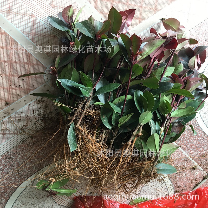 红叶石楠小苗2.