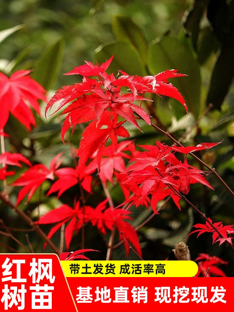 Саженцы американского Красного клена Четыре сезона Японский красный клен Родной красный танцор Китайский красный двор Рассада Красного клена в горшке Бонсай
