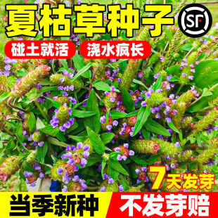 �ĿݲݷN�����뻨���ĹȲ��ĹŲ��Ĺ����Ĺ���һ�������ݷN��ֲ��