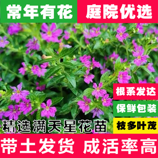 �M������໨С�����Լ��~�ϾG���h���_��ֲ�﹤��ͥ�̨�Gֲ���l