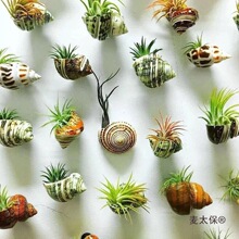 ���治���՚��P�� ����Ʒ�N ΢���^�o��ֲ���辰�쾰��������̫��