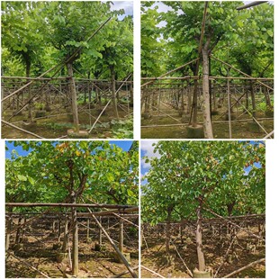 �V�|��ɽ�@�ּt�����G�ΗU�t������ט�����������G��