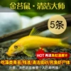 Thermometer, 8-10cm, 5 pieces