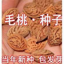 新采林木种子毛桃种子新采毛桃种籽山桃种子桃核桃树种籽包邮