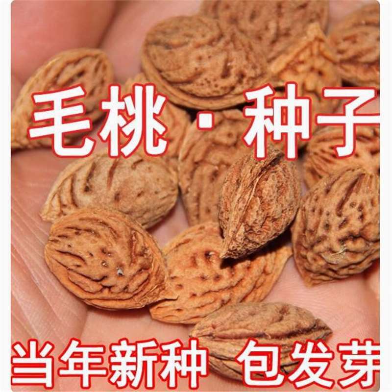 新采林木种子毛桃种子新采毛桃种籽山桃种子桃核桃树种籽包邮