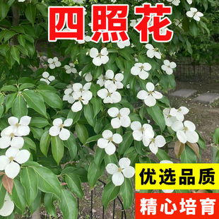 ���l�²����ջ��N�� ���ջ� ɽ��֦ʯ�� ��÷ �u��Ӄ��|�G����N