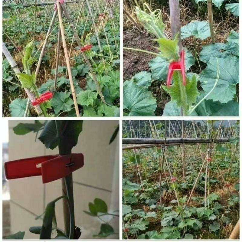 temu 越境供給冬瓜クランプ農業温室野菜と果物プラスチッククランプ移植クランプゴーヤクランプ固定|undefined