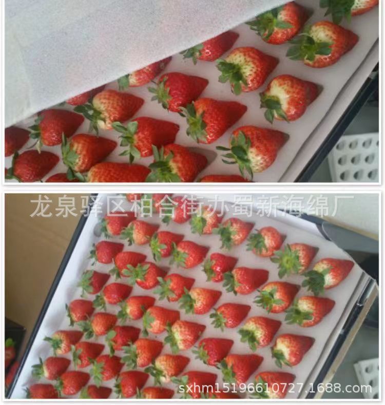 厂家供应各类水果缓冲内衬包装海绵/草莓66枚77枚周转箱海绵