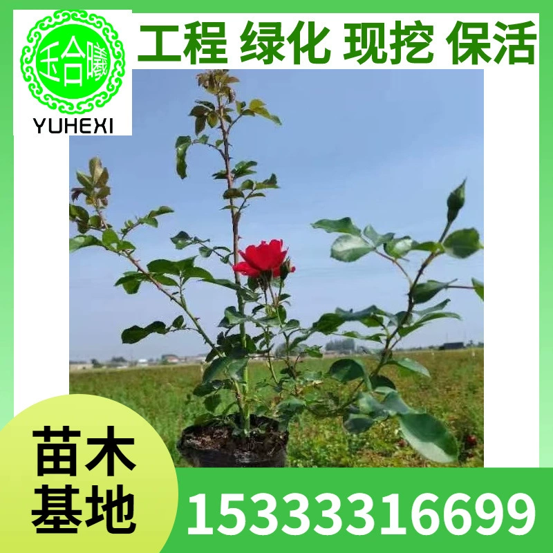 Морозостойкие розы Северо-Восточный питомник, зеленение рассады, общественный парк, двор, ландшафт, декоративные морозостойкие розы с крупными цветками