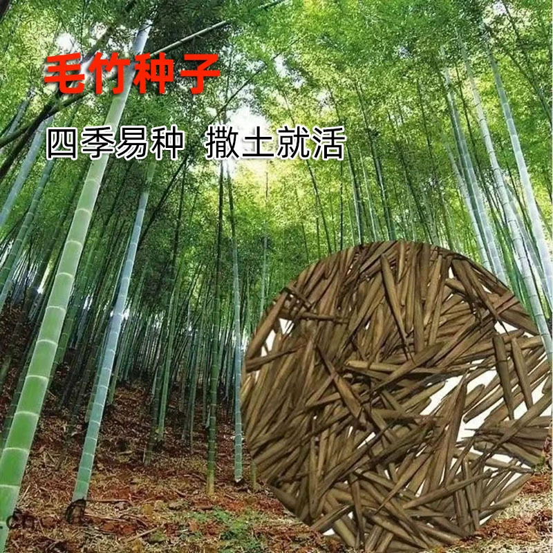 Крупные семена бамбука волосатые