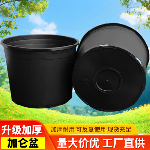 ��ڏ��ڼӁ���������������m��ֲ����������Ӻ�Ӂ�����