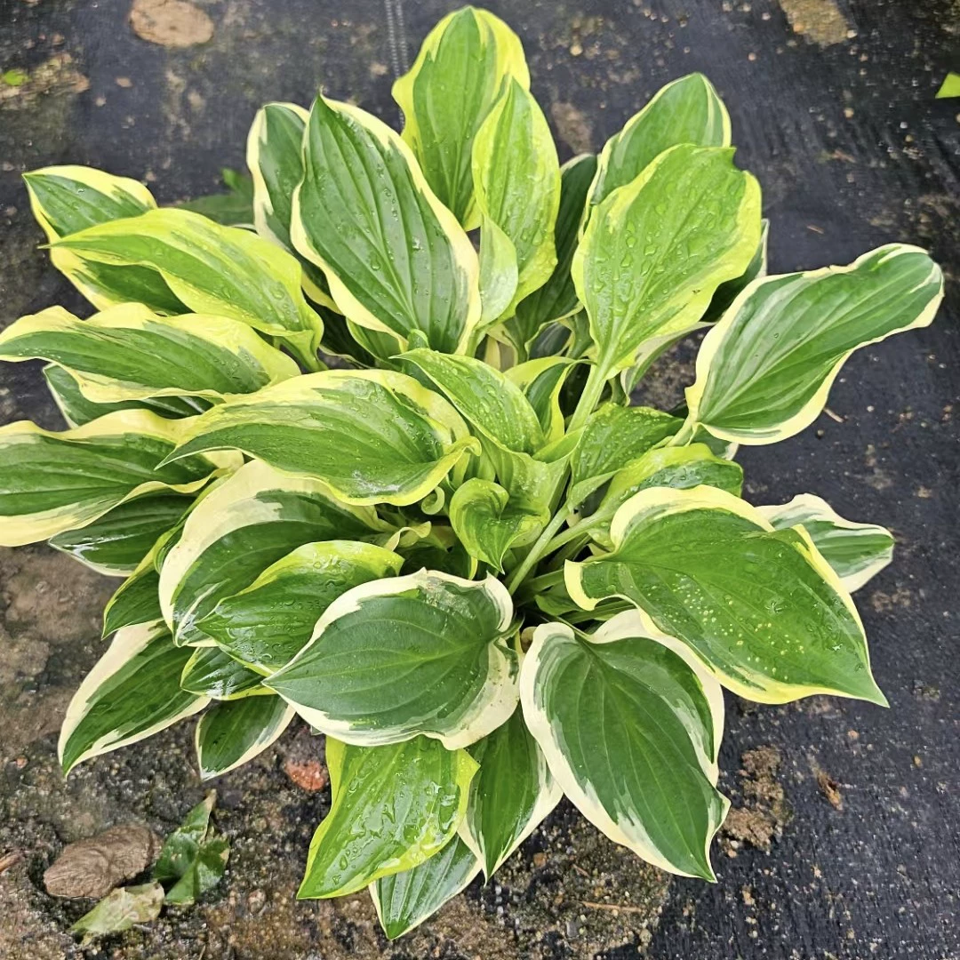 Прямые продажи базы из нефритовой заколки из Пномпеня, выращивание растений на открытом воздухе, цветы и зеленые растения в горшках, домашние цветочные растения.