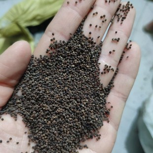 ��ș�İ׻����� Ұ���׻�����1kg