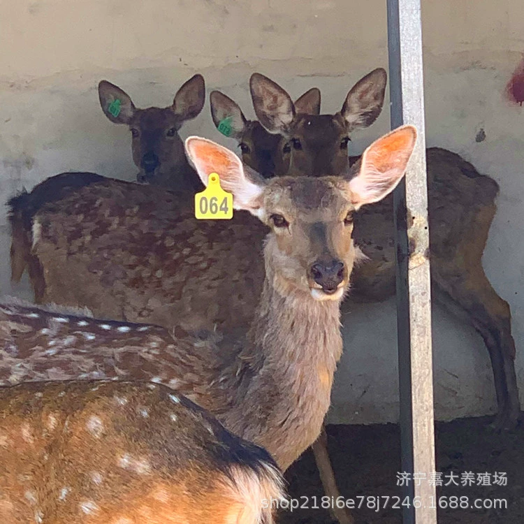 Где я могу смотреть взрослое Сика оленей Сика на продажу? Сколько стоит маленький Сика оленя живое тело