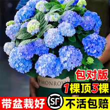 绣球花苗盆栽无尽夏庭院耐热耐寒花卉室内阳台植物好养活绿植花卉