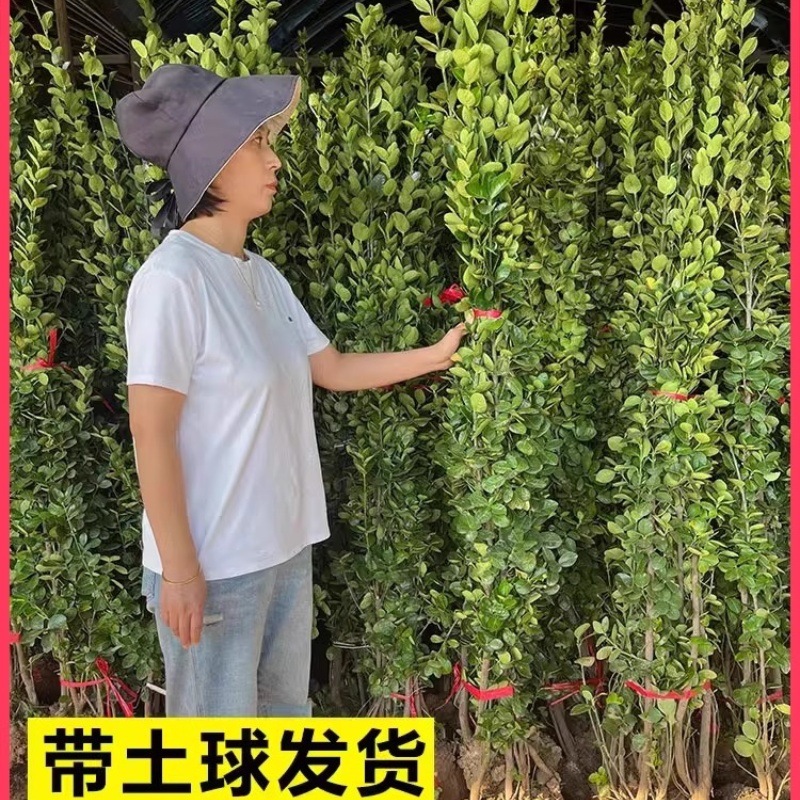 冬青树苗法国直立篱笆墙庭院围墙植物四季常青耐寒绿篱北海道黄杨
