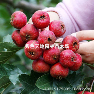 �޽ӳ�����ɽ高�����ش���ɽ高����ϱ������Ե��ԷNֲ����Y��