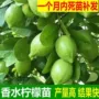 广东台湾四季基地果树苗