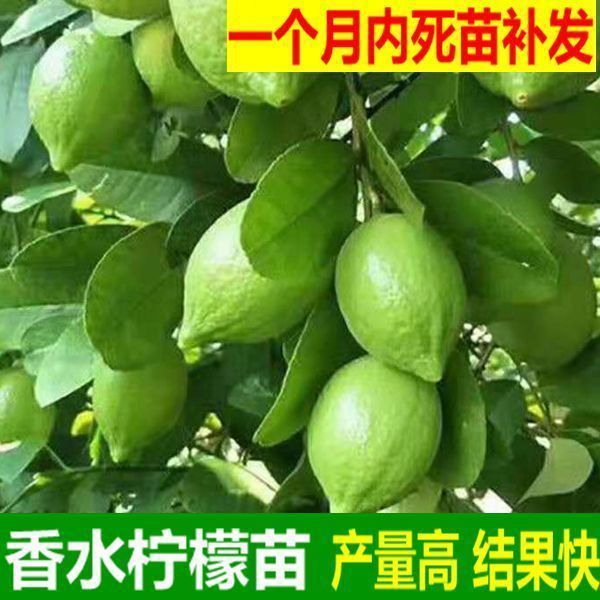 基地批发柠檬树苗四季结果广东香水柠檬苗台湾香水柠檬嫁接果树苗