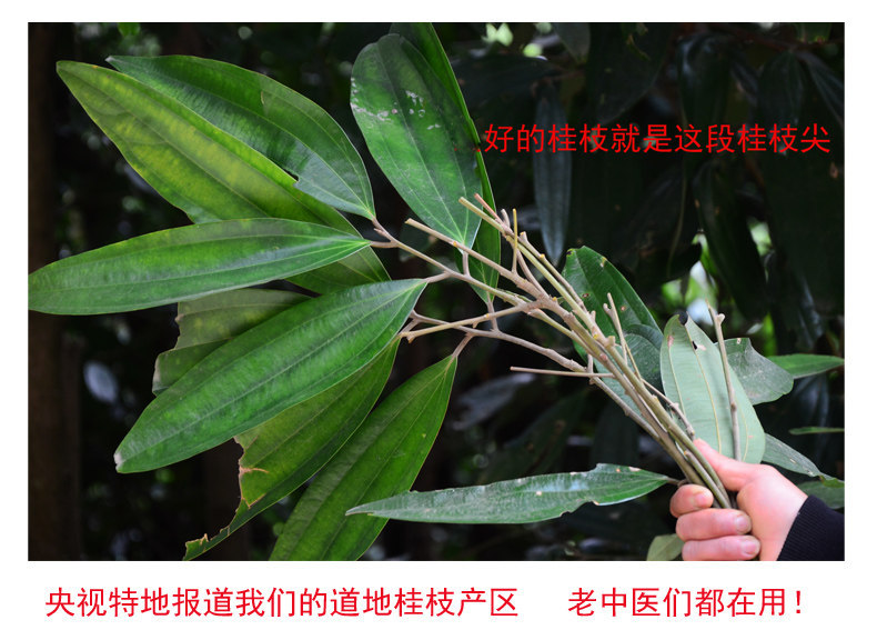 Gui Zhi Dried Cinnamon Twig Slices 250g Guangxi Wild Cassia Twig TCM Decoction Herb overview
