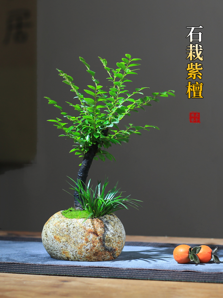 小叶紫檀盆栽天然原石头花盆客厅植物创意桌面室内黑骨檀迷你盆景