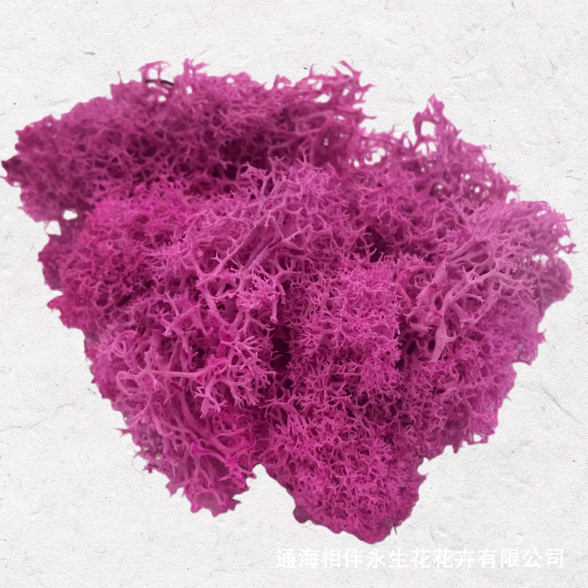 Rose Red·Eternal Moss