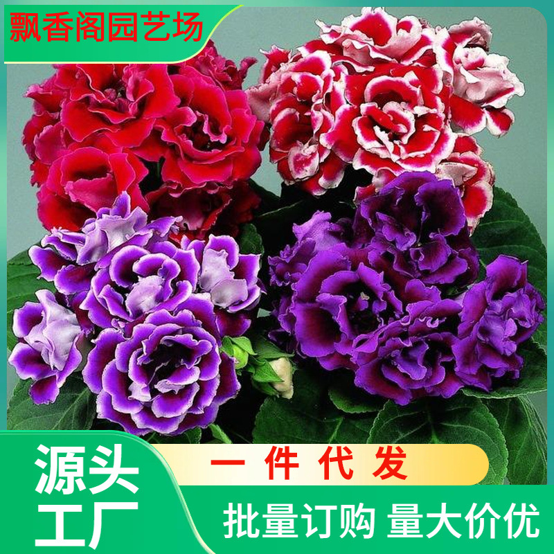 一件代发重瓣大岩桐花苗富贵芙蓉花卉室内观赏盆栽带花苞直发四季