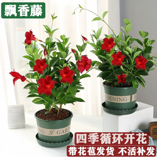 Wanli Piaoxiang Vine Four Seasons Flowering Climbing Plant Red Double Happiness Vine Flower Seedlings Balcony Indoor Summer Flower Potted Plants