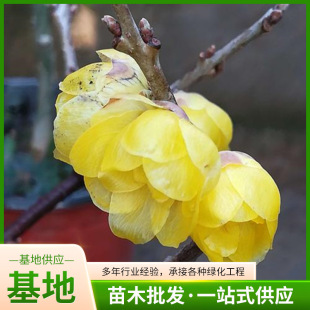 �ļ��_���t÷����÷���������Ի����D÷�G÷�䘶�ͺ�ͥԺ�G��ֲ��