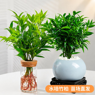 ��������ˮ��ֲ���҃ȿ͏dˮ�B�Gֲ��������ˮ��������ļ��B