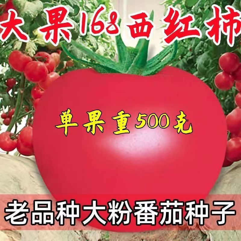 Da Guo 168 Tomato seeds Sweet and heat -resistant old varieties…