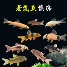 �����������󿧷�����؈���������̦�ח��~�����~�坍�����~