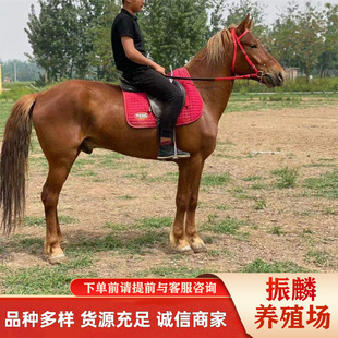 ���^�^�p�T���R �����R���� �Z�B�R�N�ɹ��R ���R �ʘ��^�p�R