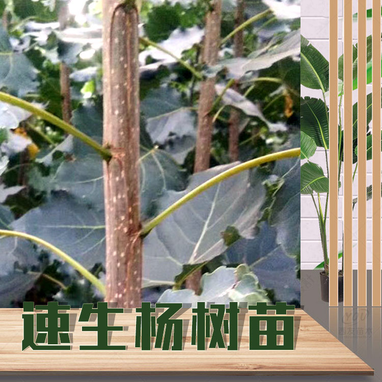 速成杨树苗五年成材 河南基地自销 一年生速生杨树苗现挖现发