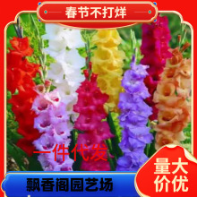 һ�����l�����L�����ф��m�N��ͥԺ�̨�ͺ��͟Ứ��ֲ�����Ե���