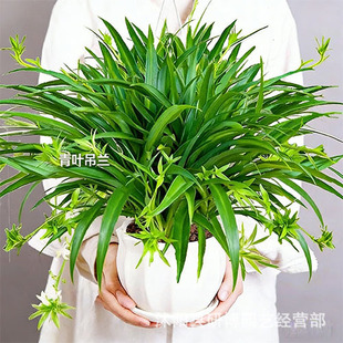 �҃�ֲ����m���~��߅���m���紹���Gֲ�ļ������̨���B��������